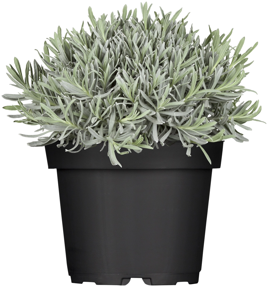 Echter lavendel kaufen bei OBI